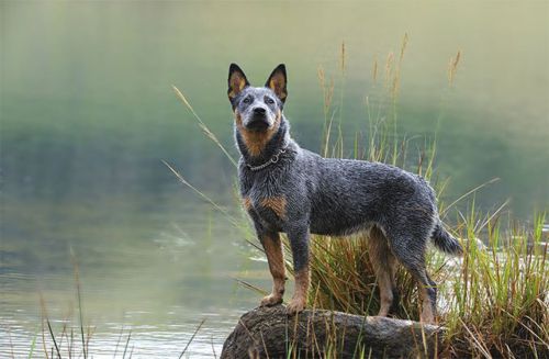 austrailian blue heeler dog