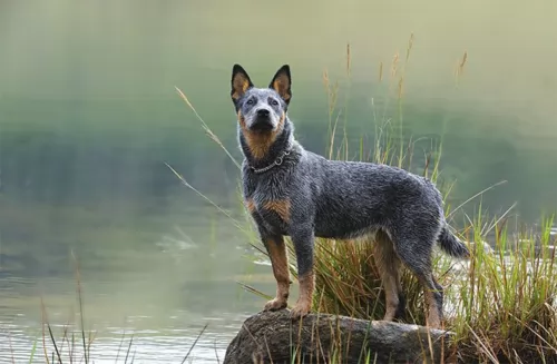 austrailian blue heeler dog - characteristics