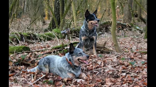 austrailian blue heeler dogs - caring