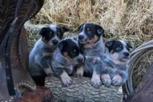 austrailian blue heeler puppies - health problems
