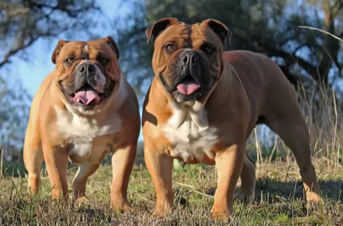australian bulldog dogs - caring