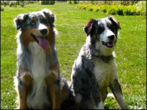 australian collie dogs - caring