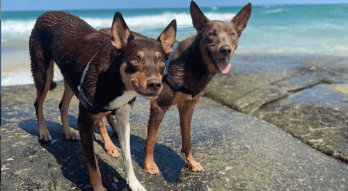 australian kelpie dogs