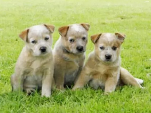 australian red heeler puppies - health problems