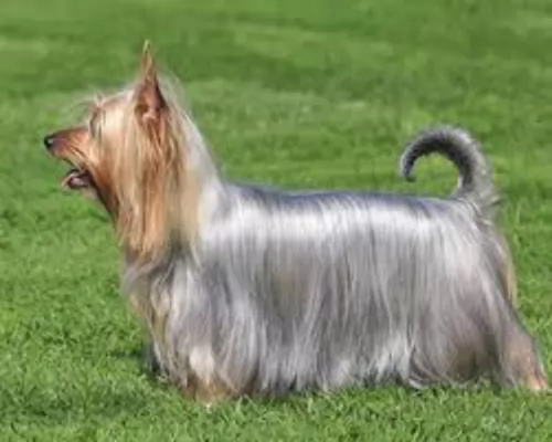 australian silky terrier dog - characteristics