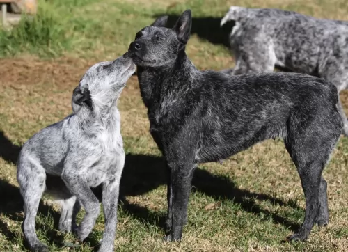 australian stumpy tail cattle dog dogs - caring