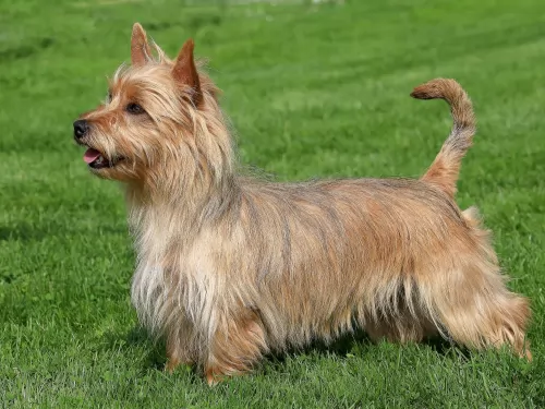 australian terrier dog - characteristics