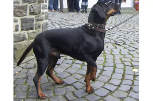 austrian black and tan hound dog - characteristics