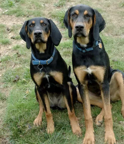 austrian black and tan hound dogs - caring
