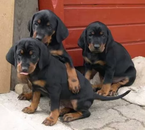 austrian black and tan hound puppies - health problems