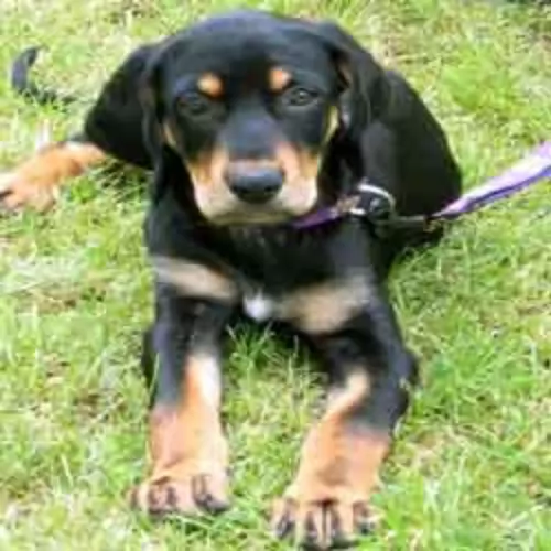 austrian black and tan hound puppy - description