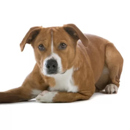 austrian pinscher dog - characteristics