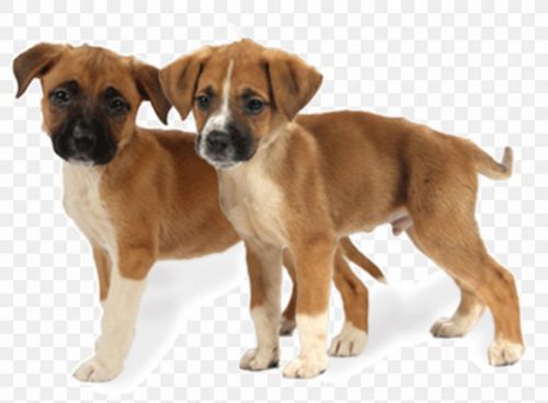 austrian pinscher puppies