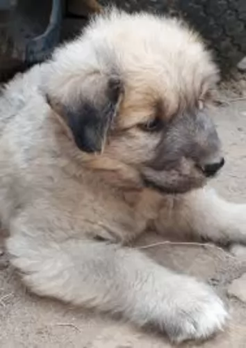 bakharwal dog puppy - description