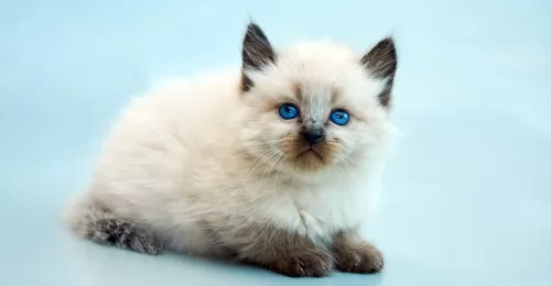 balinese kitten - description