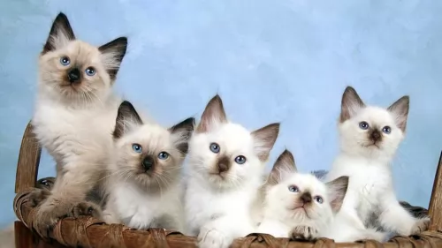 balinese kittens - health problems