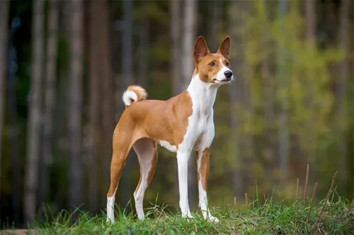 basenji dog - characteristics