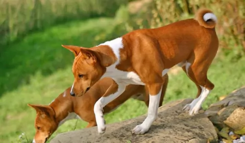 basenji dogs - caring