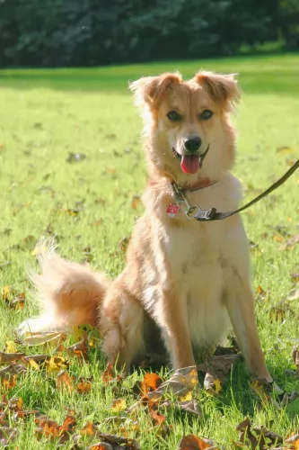basque shepherd dog - characteristics