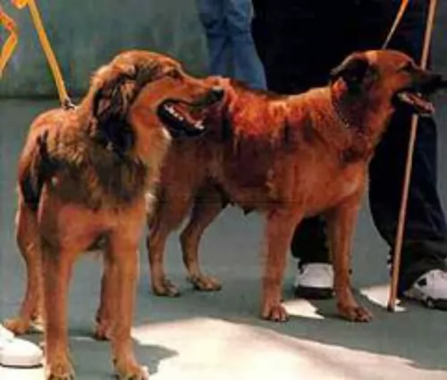 basque shepherd dogs - caring