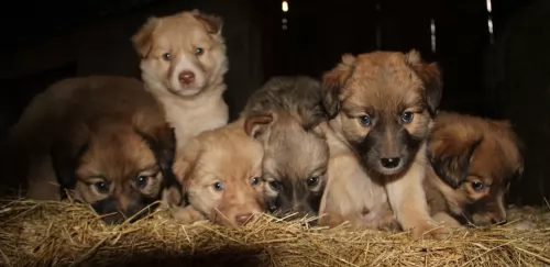 basque shepherd puppies - health problems