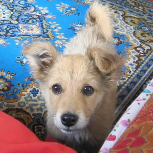 basque shepherd puppy - description