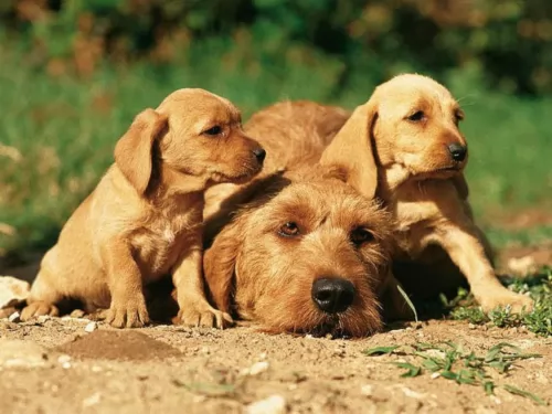 basset fauve de bretagne puppies - health problems