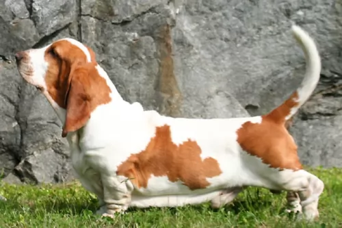 basset hound dog - characteristics