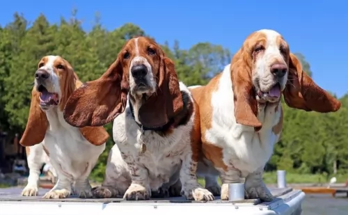 basset hound dogs - caring