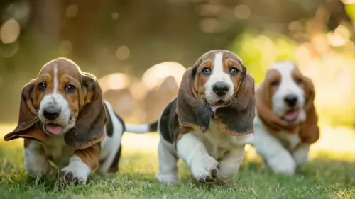 basset hound puppies - health problems