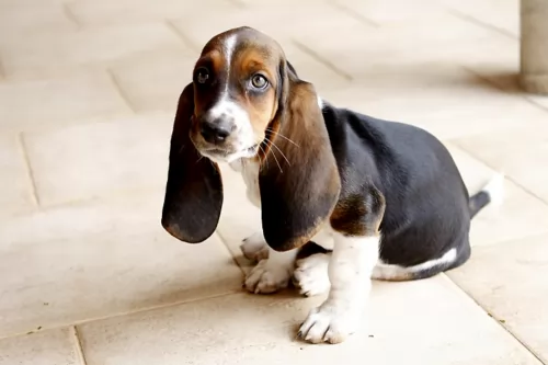 basset hound puppy - description
