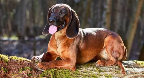 bavarian mountain hound dog - characteristics