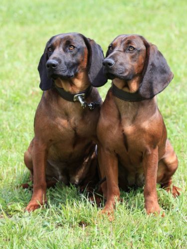 bavarian mountain hound dogs