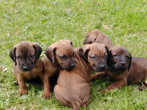 bavarian mountain hound puppies