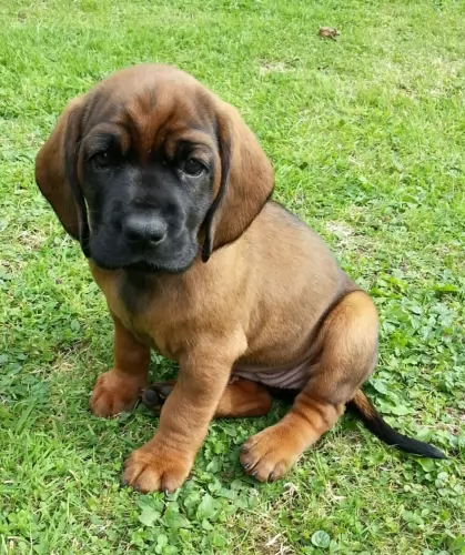 bavarian mountain hound puppy - description