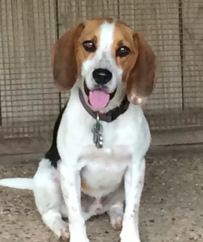 beagle dog - characteristics