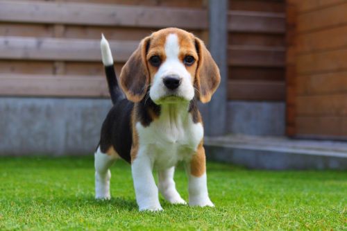 beagle for sale