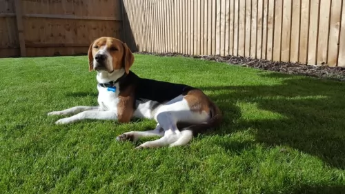 beagle harrier dog - characteristics