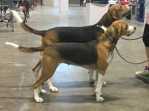 beagle harrier dogs