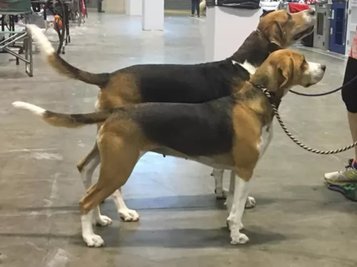 beagle harrier dogs - caring