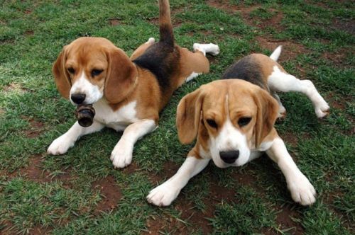 beagle harrier puppies