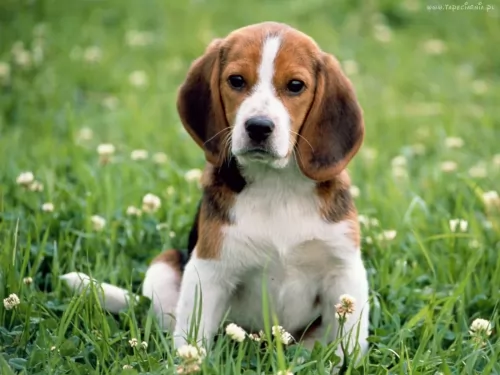 beagle harrier puppy - description