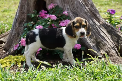 beagle puppy - description