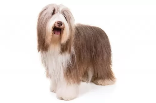 bearded collie - history