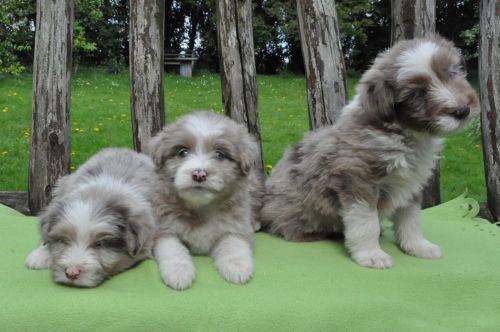 bearded collie puppies