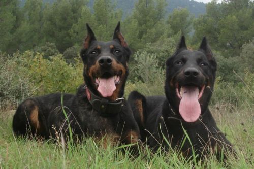 beauceron dogs