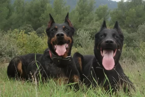 beauceron dogs - caring