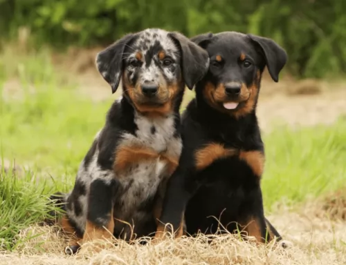 beauceron puppies - health problems