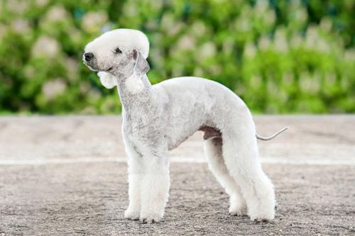 bedlington terrier dog