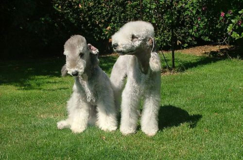 bedlington terrier dogs